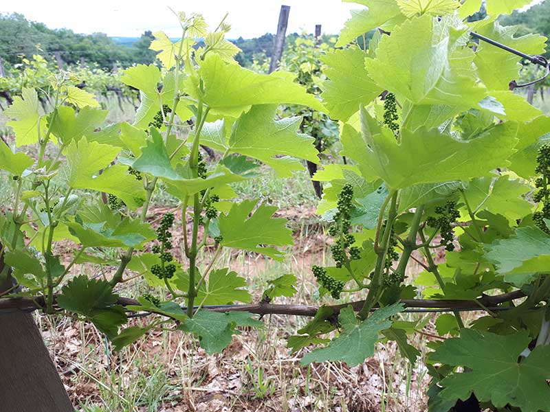 Vignes du Domaine de Bonaguil - Vin IGP Côtes du Lot
